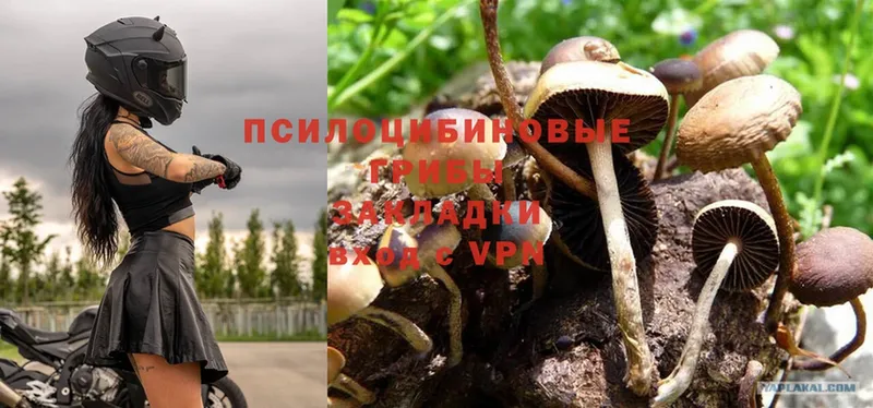 Псилоцибиновые грибы Psilocybe  Белинский 